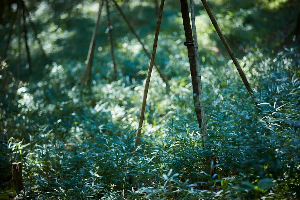 樹木葬のスタイル