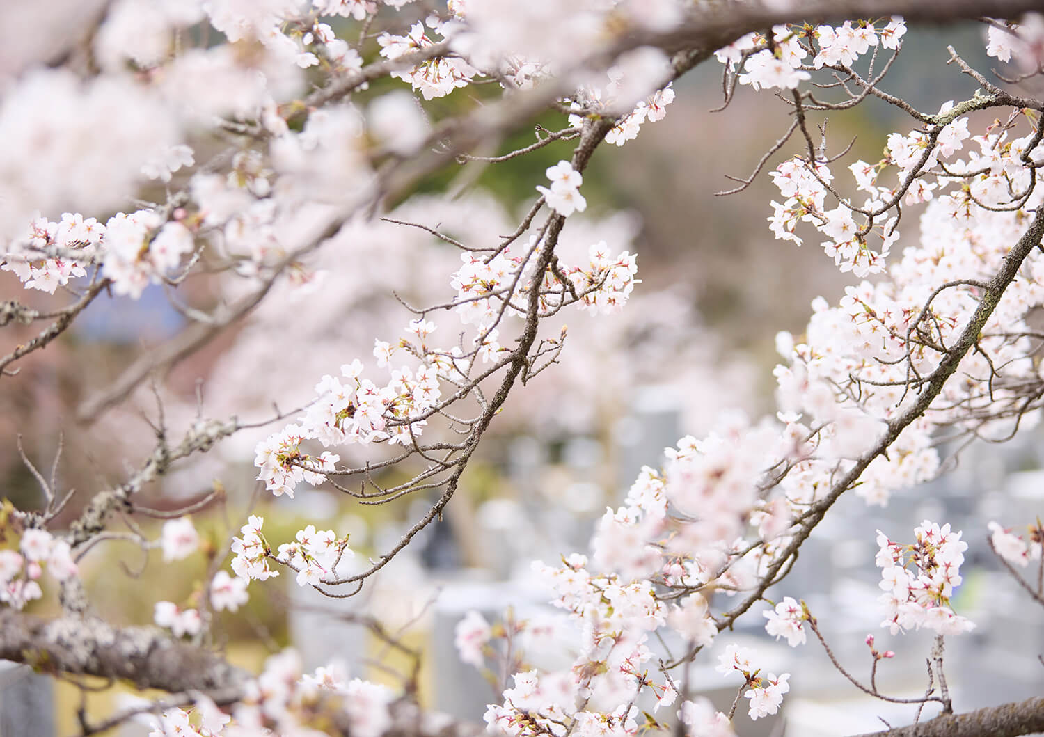 四季折々、豊かな自然の魅力
