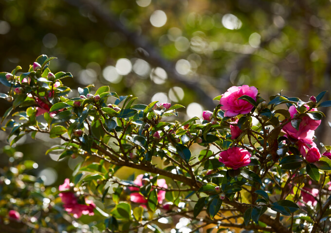 四季折々、豊かな自然の魅力