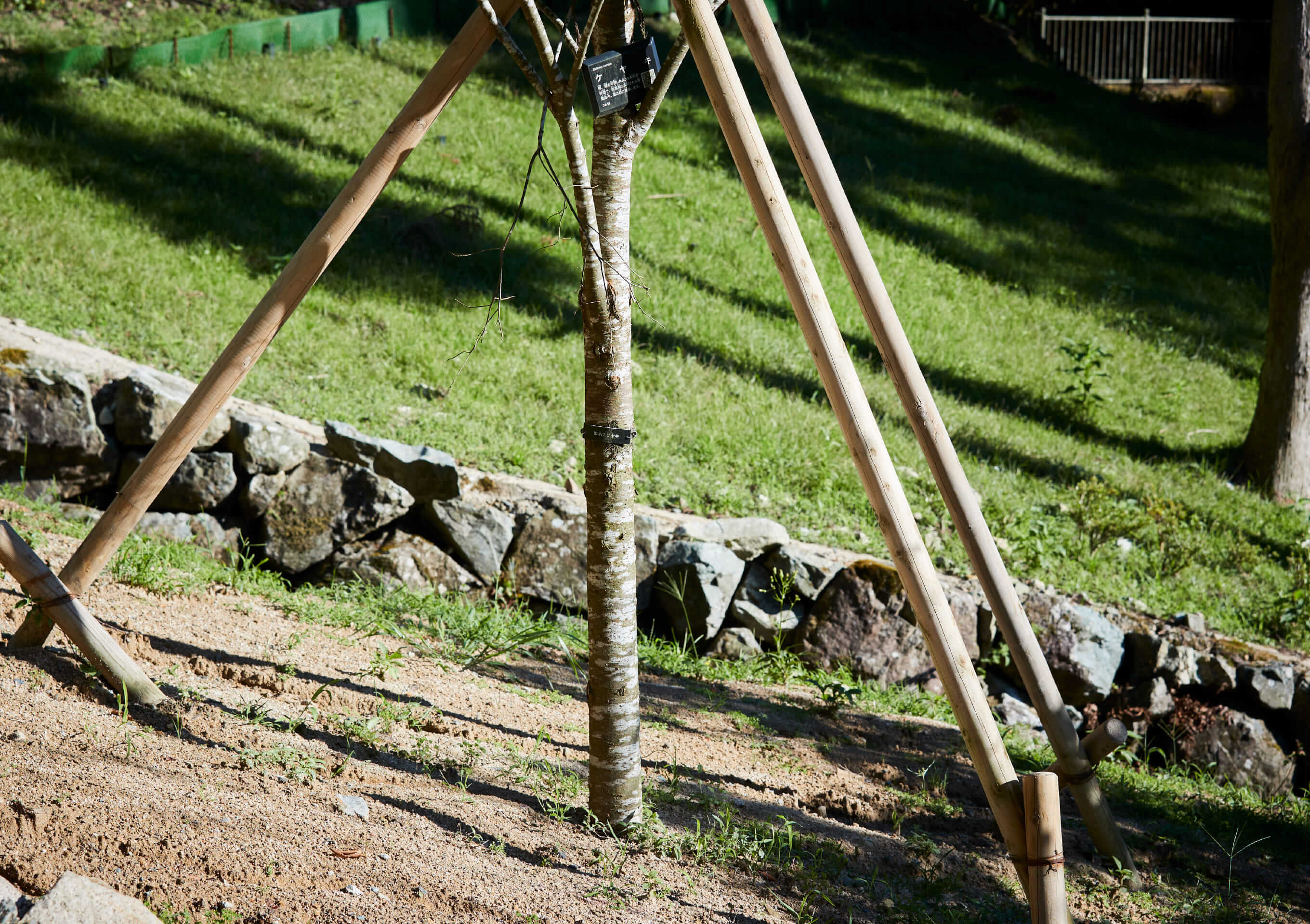 木々の風イメージ