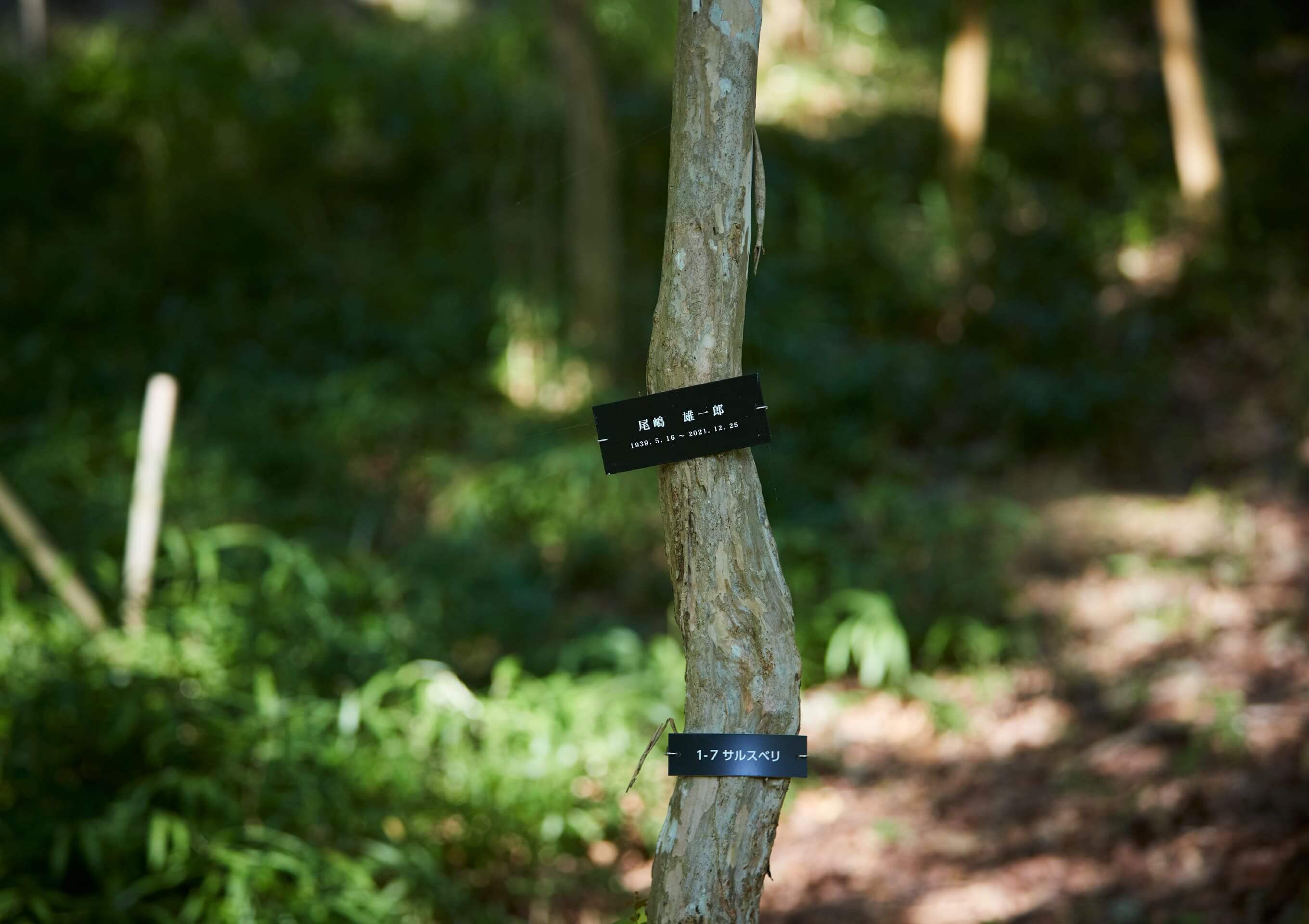 木だちイメージ