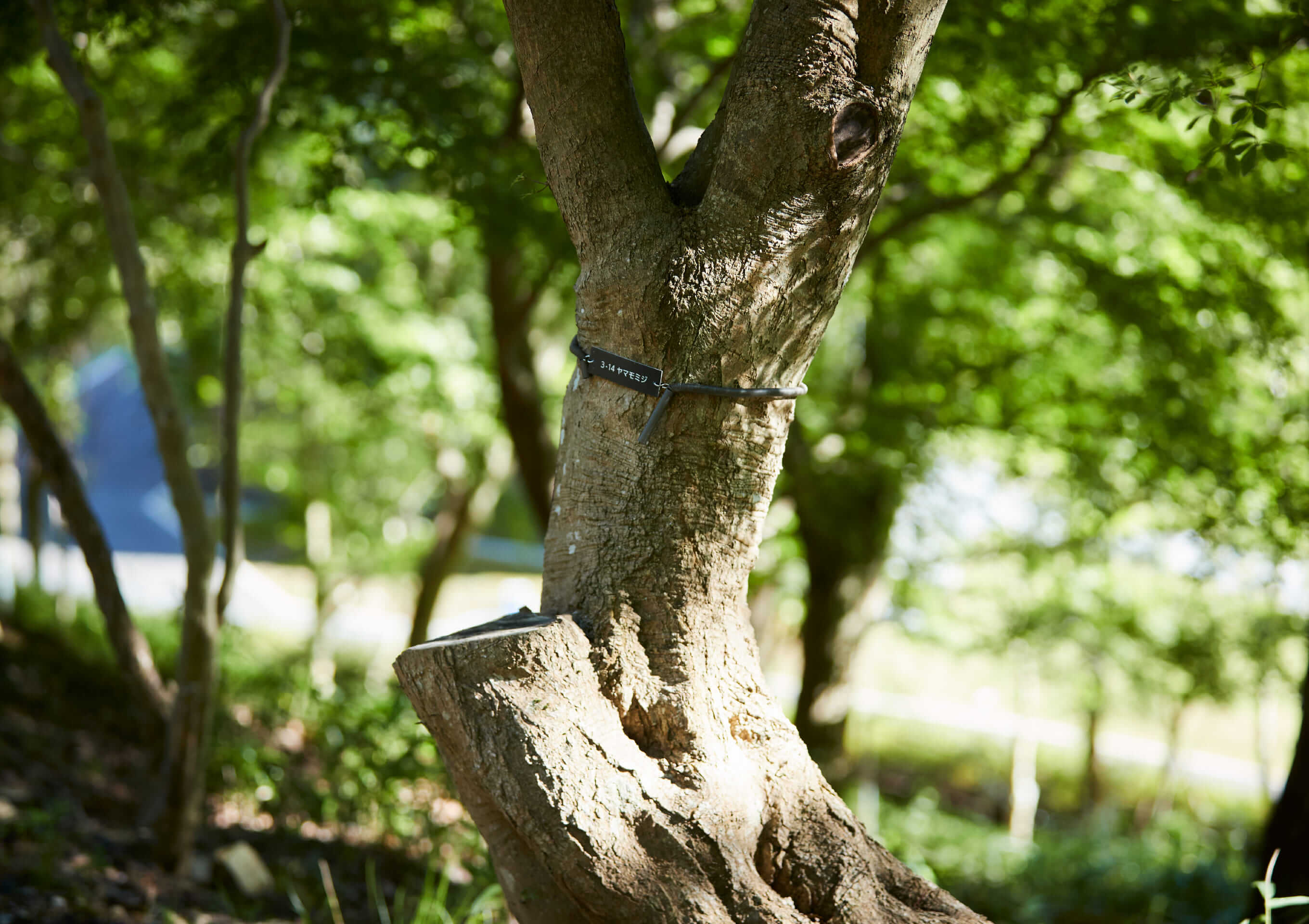 木だちイメージ