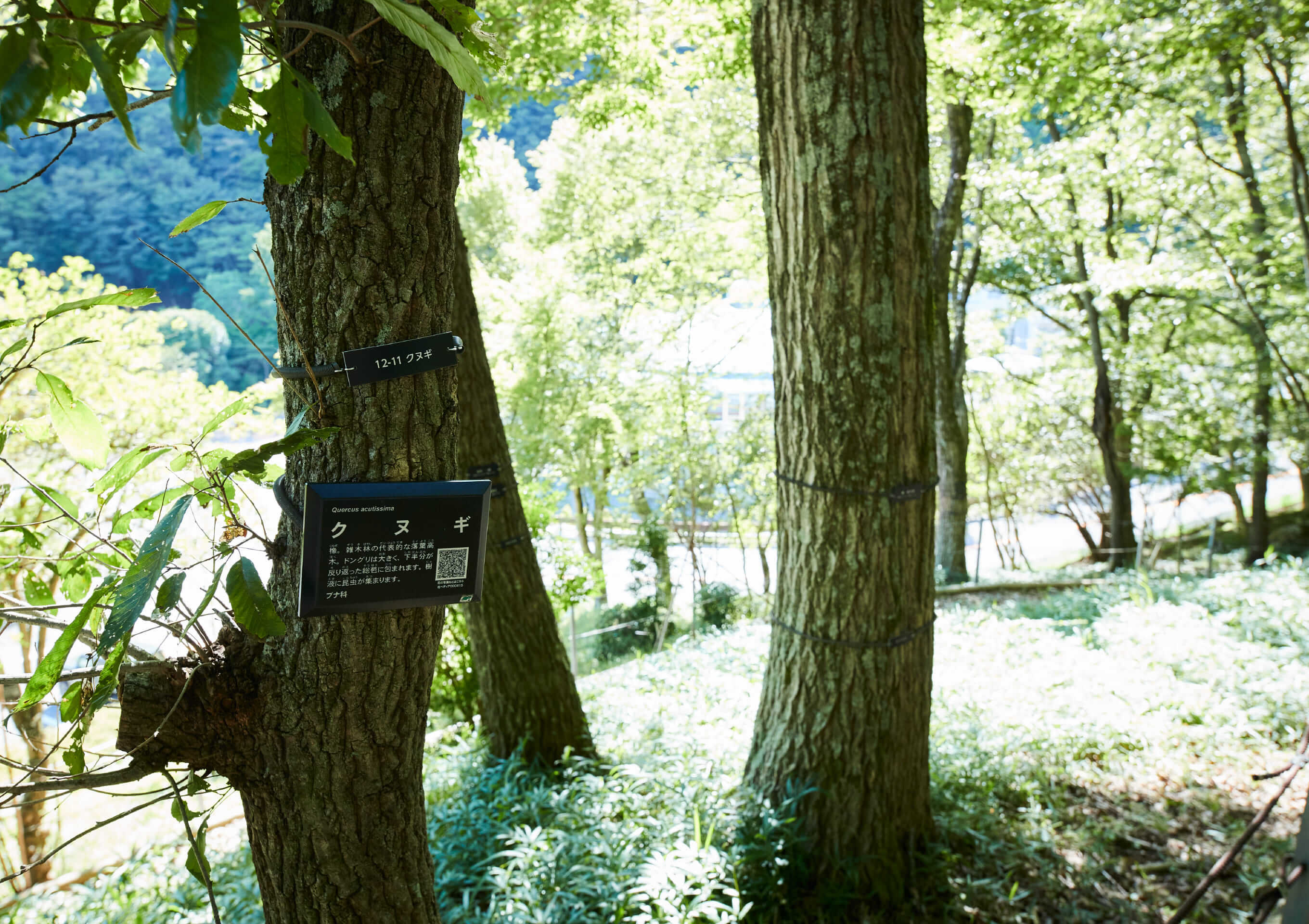 木だちイメージ