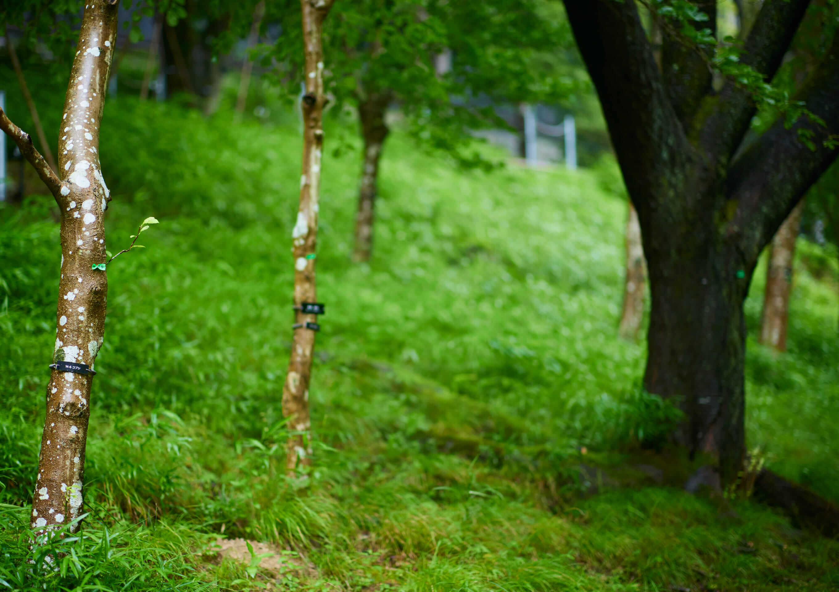 木もれびイメージ