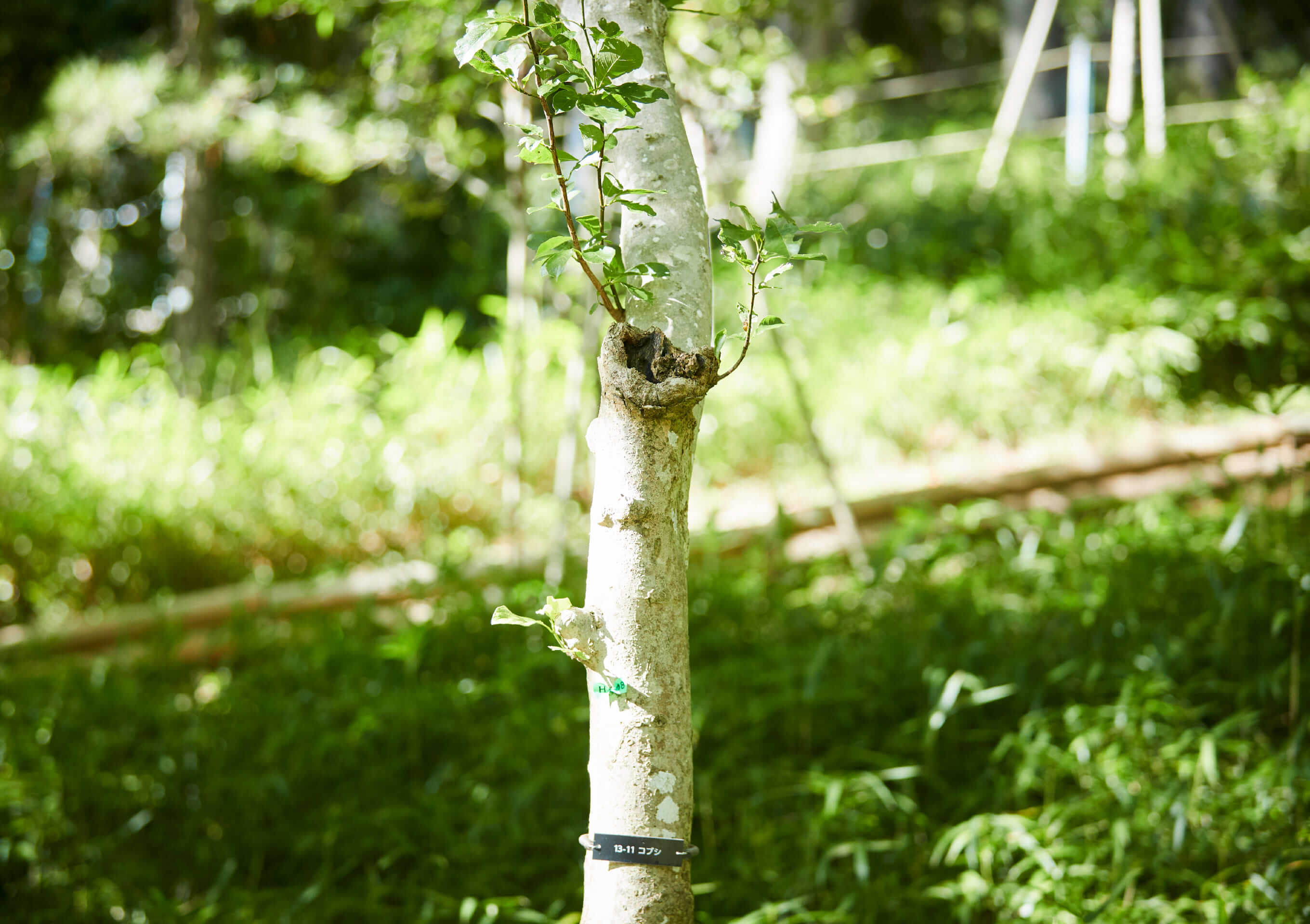 木もれびイメージ