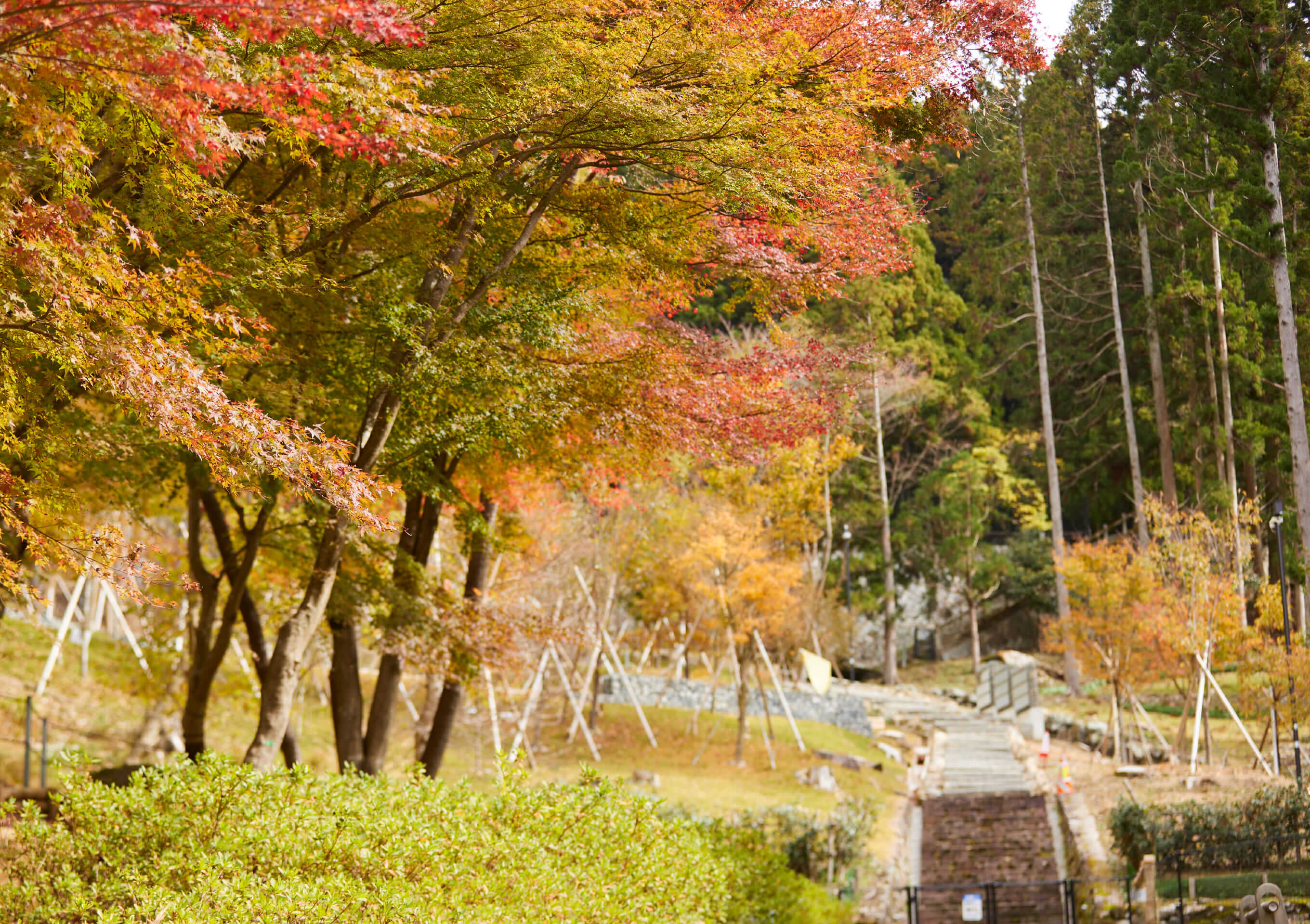 木もれびイメージ