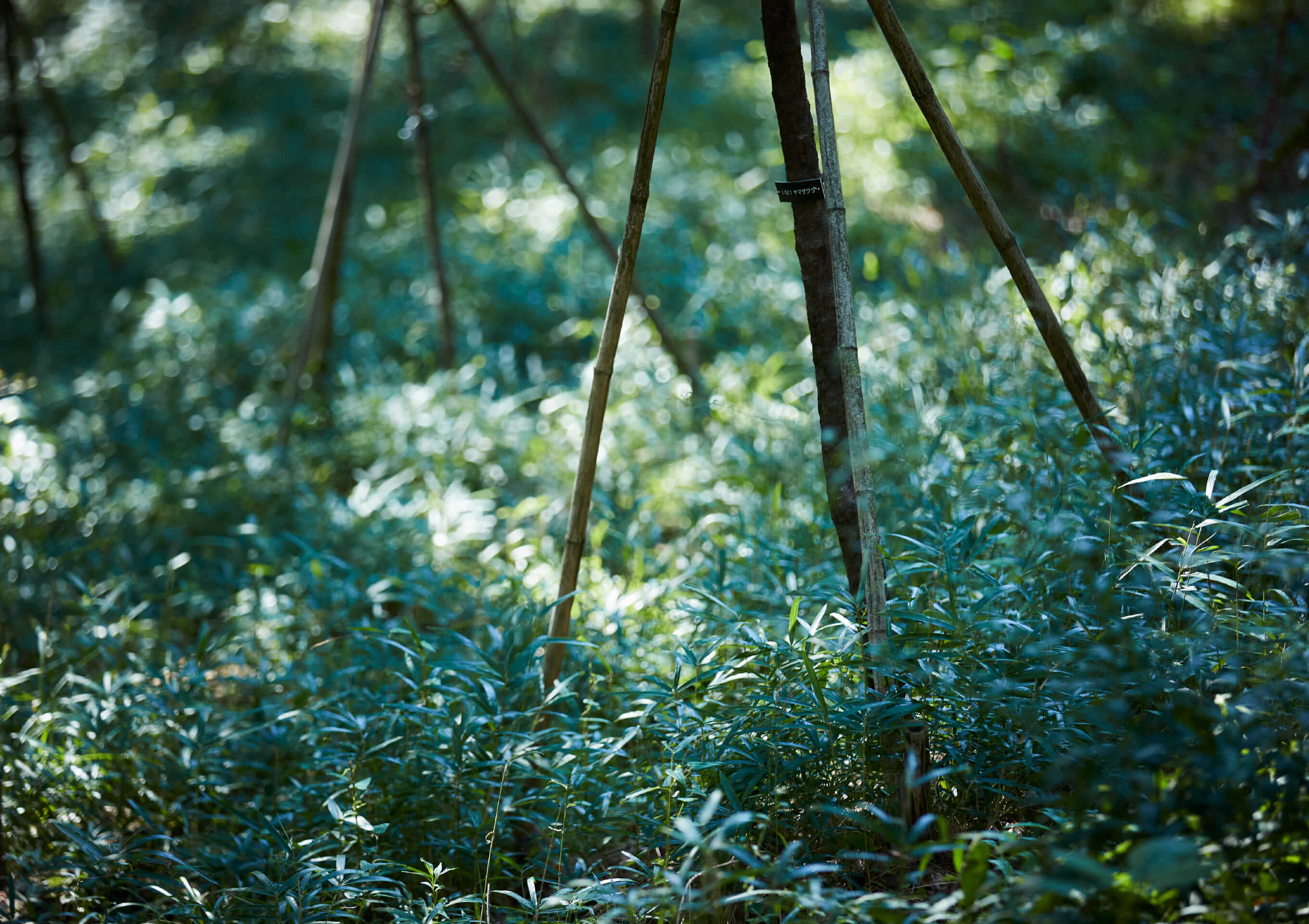 木もれびイメージ