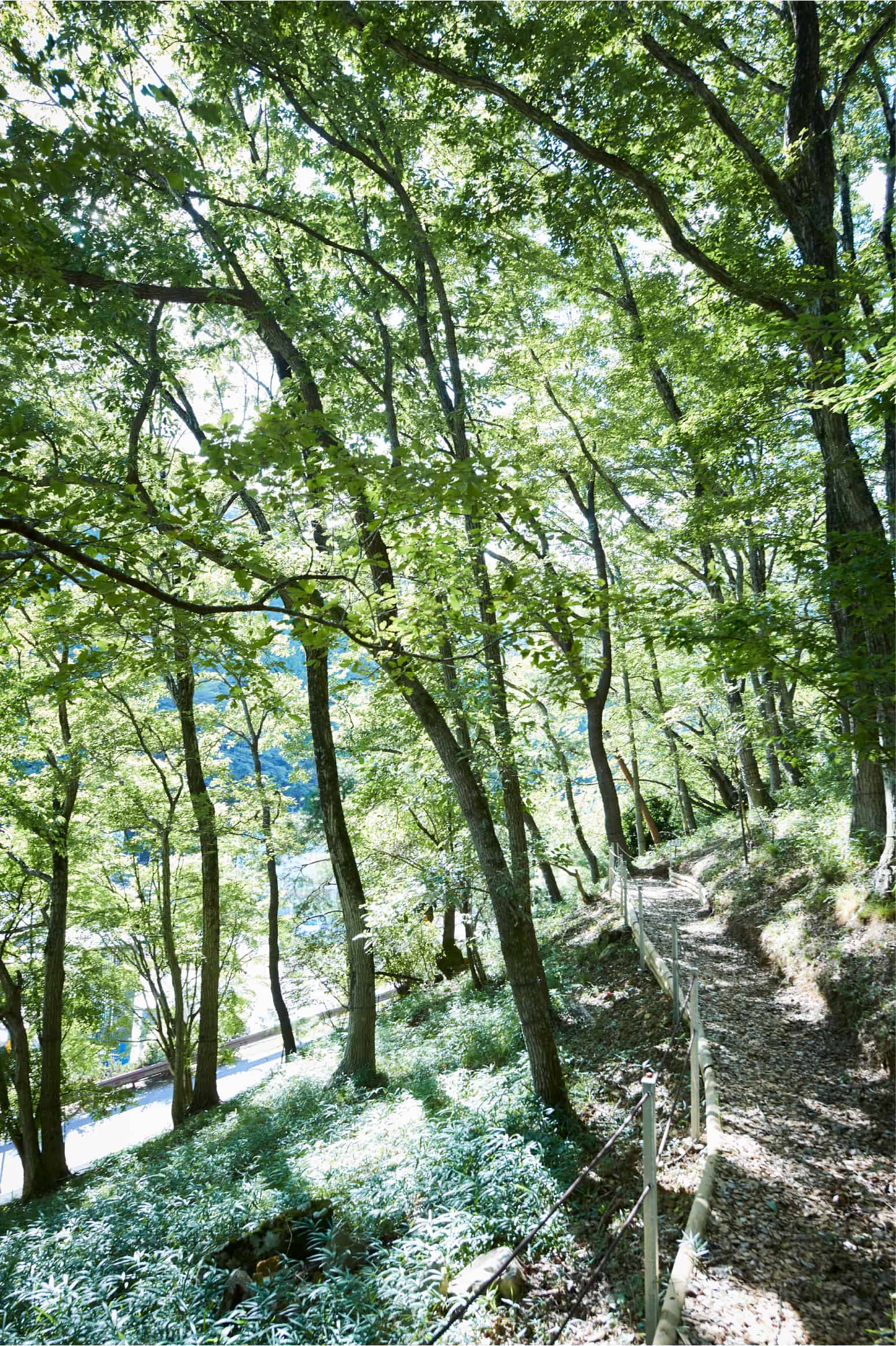 木もれびイメージ