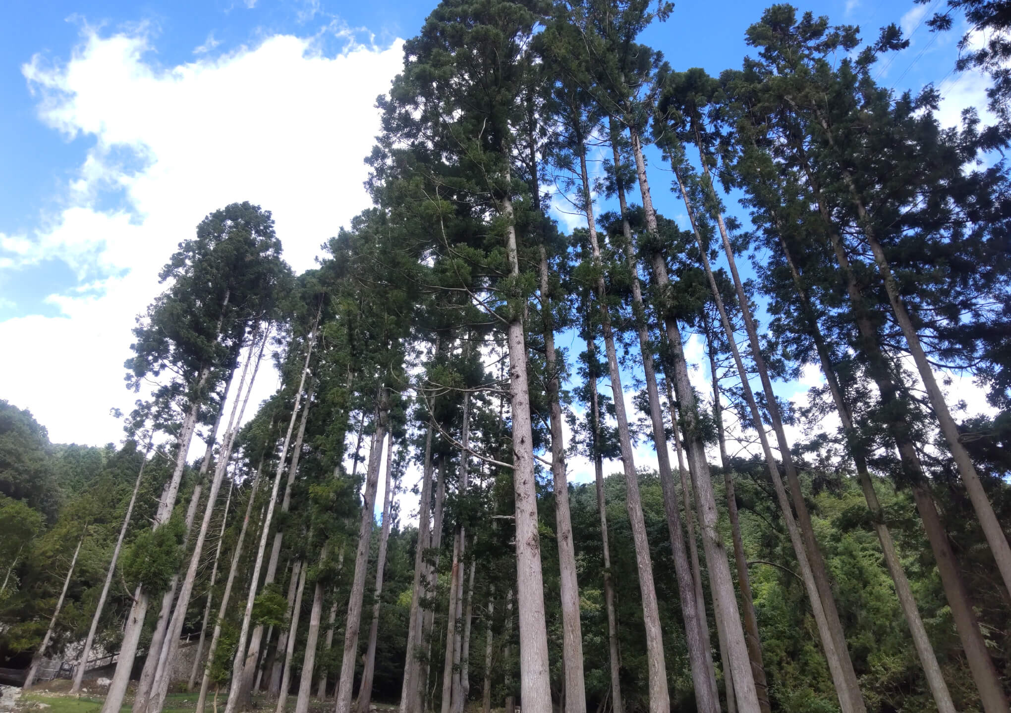 森の風イメージ