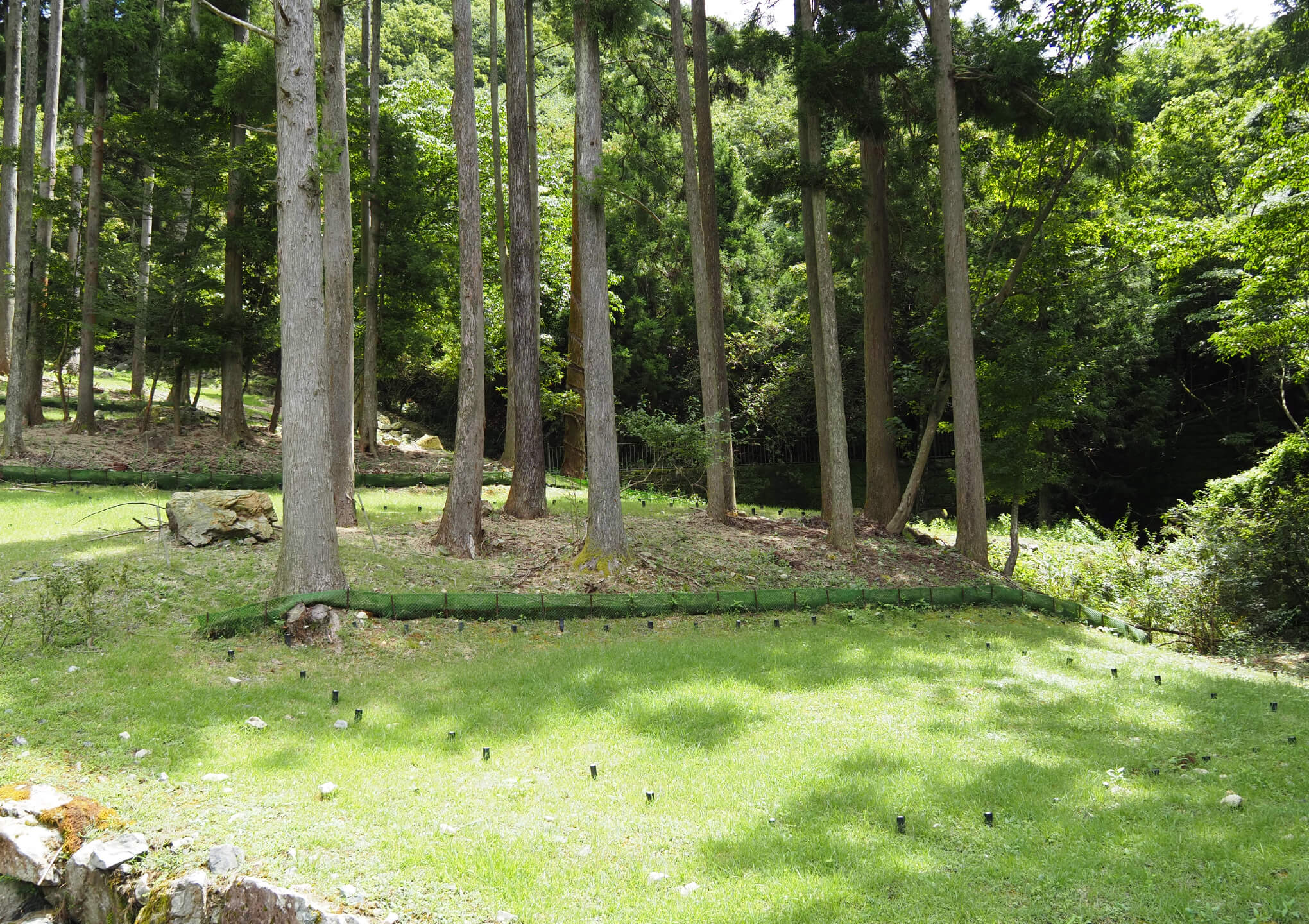 森の風イメージ