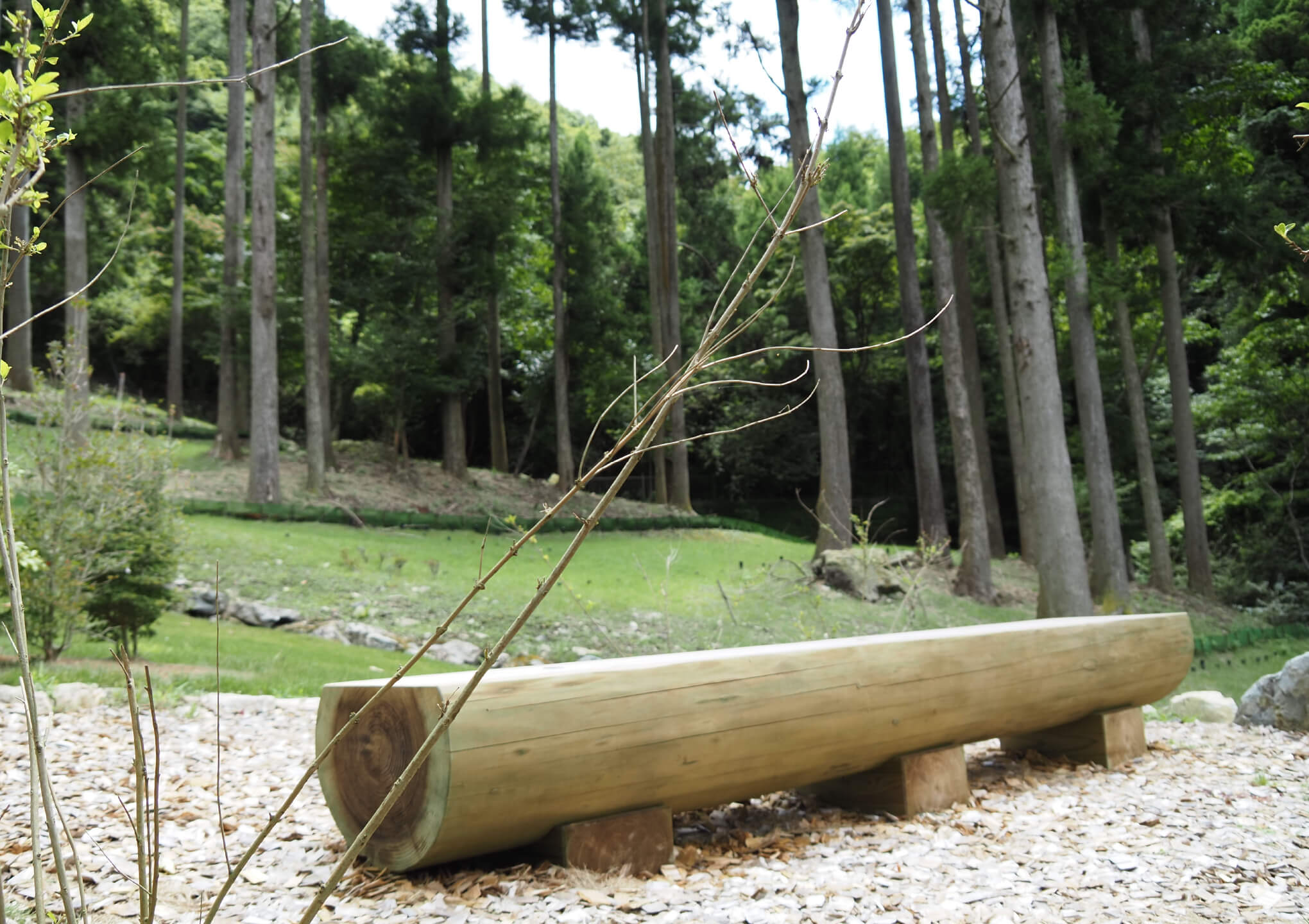 森の風イメージ