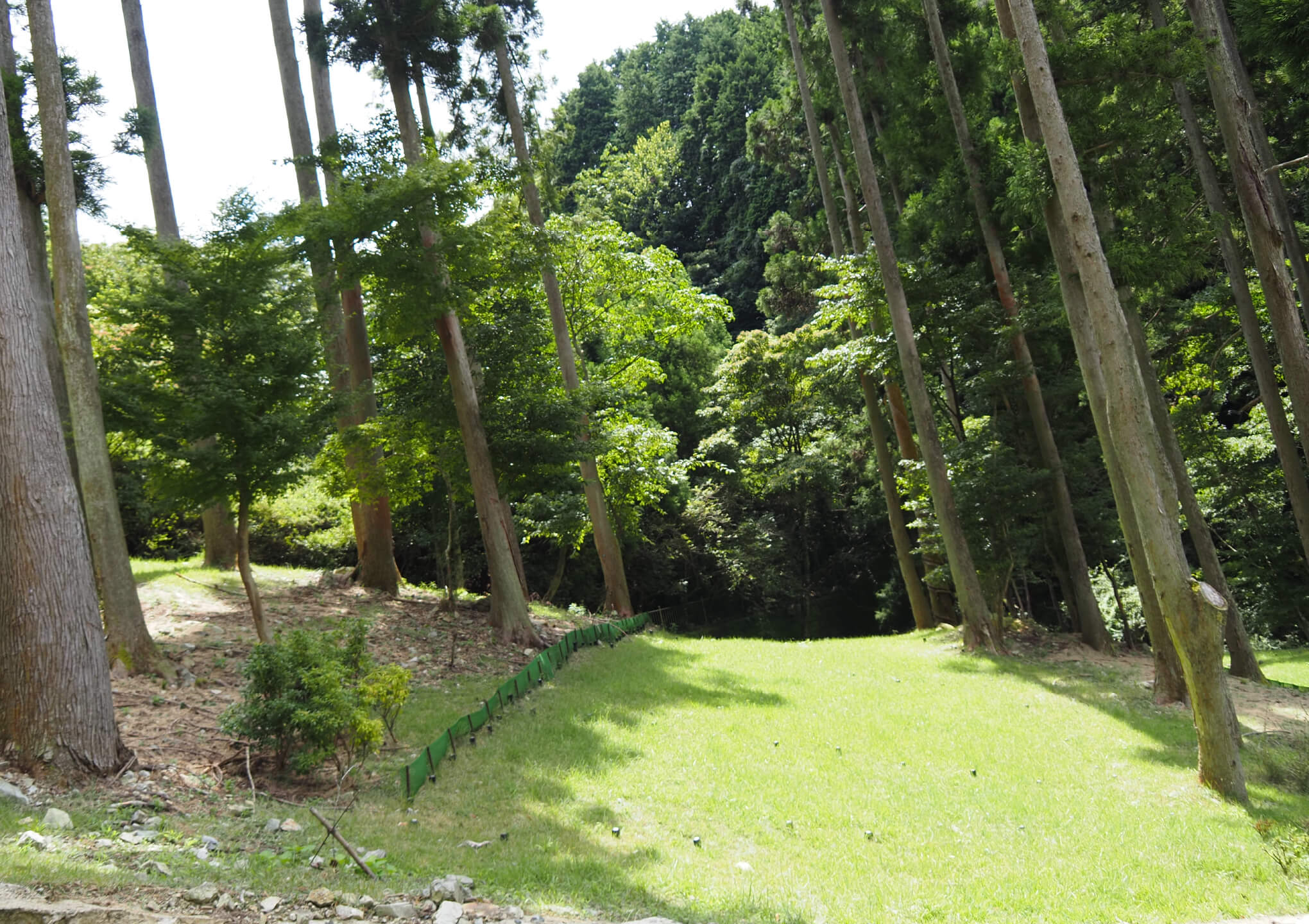 森の風イメージ