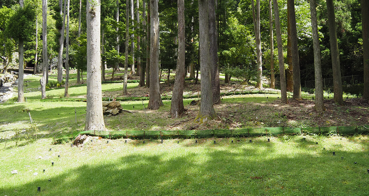 樹木葬・森の風