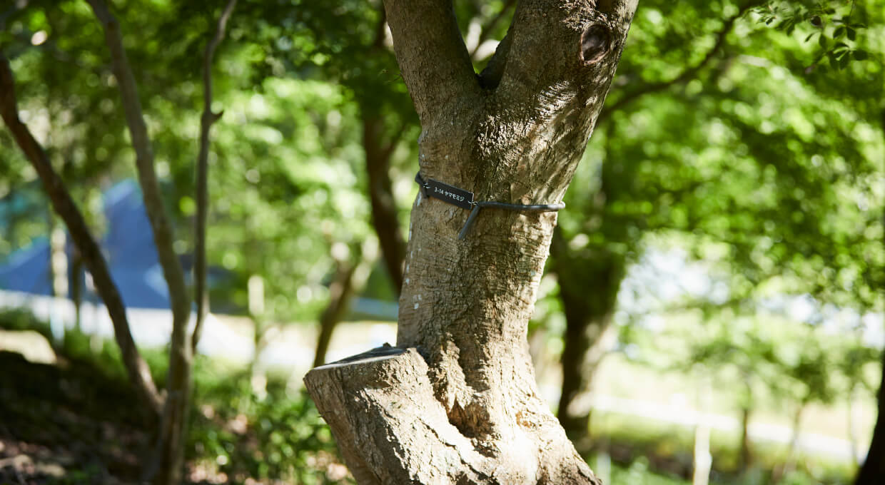 樹木葬・木だち