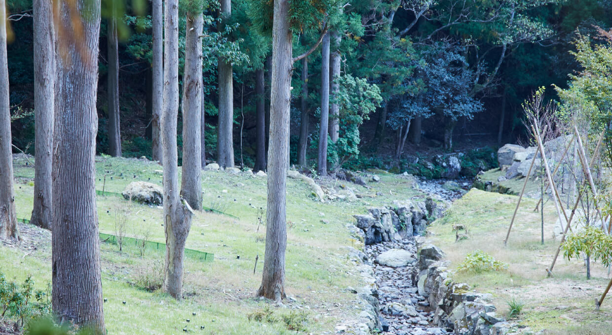 樹木葬・天の川