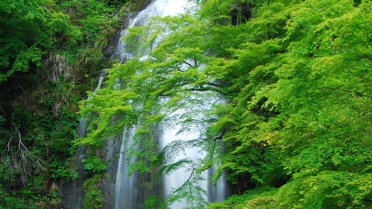 明治の森 箕面国定公園